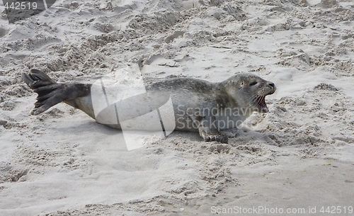 Image of Seal in the sand.