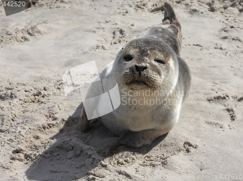 Image of Seal in the sand.