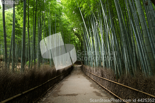 Image of Arashiyama Bamboo Forest