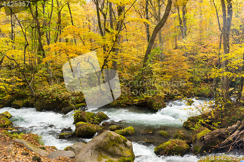 Image of Oirase Mountain Stream in autumn season