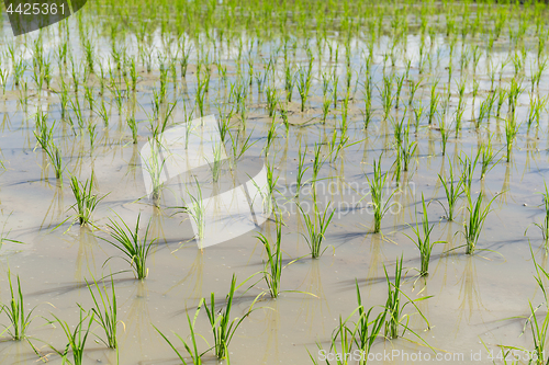 Image of Planting rice field