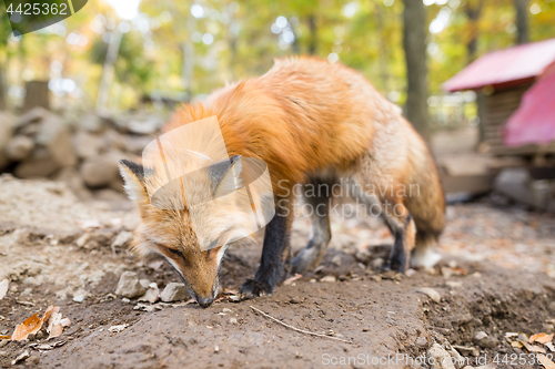 Image of Cute fox at park