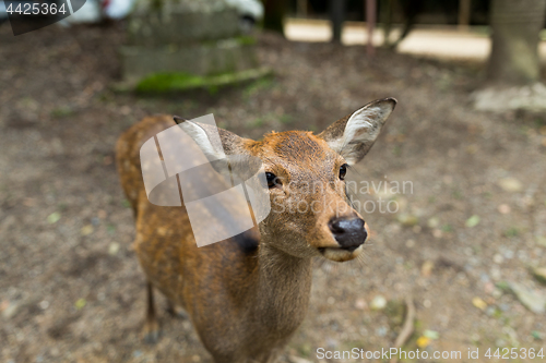 Image of Cute deer