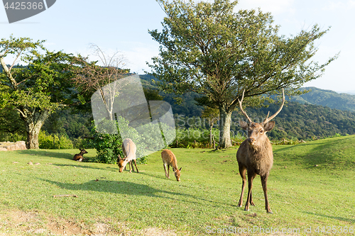 Image of Fallow Deer