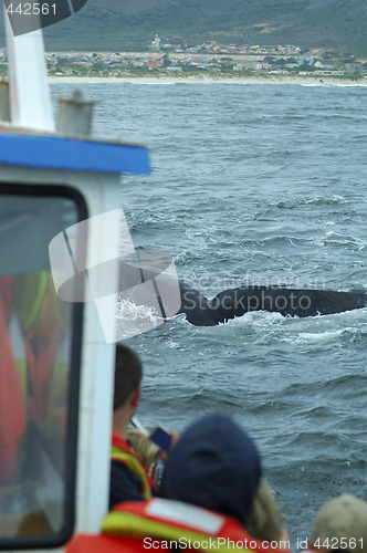 Image of Tourists watching on boat a southern right whale