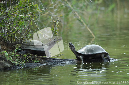 Image of tortoises on the bank