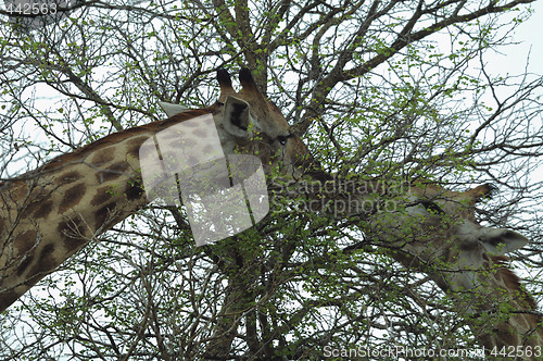 Image of cute giraffes kiss