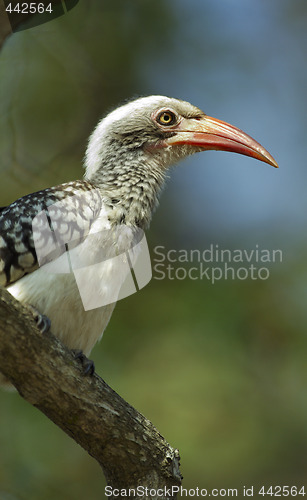 Image of a young Southern yellow billed hornbil