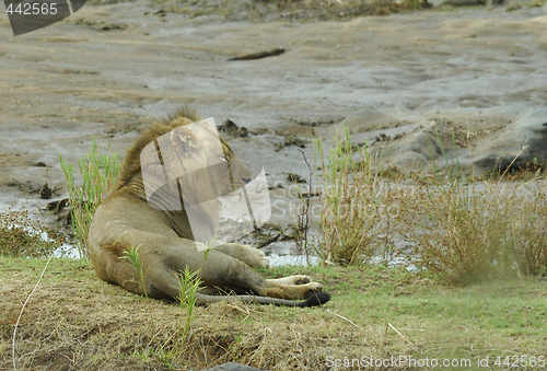 Image of Lion male in Kruger Park i