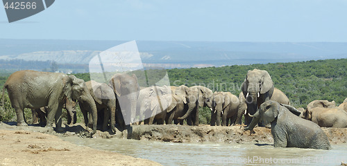 Image of elephants drinking at Addo Elephant Park