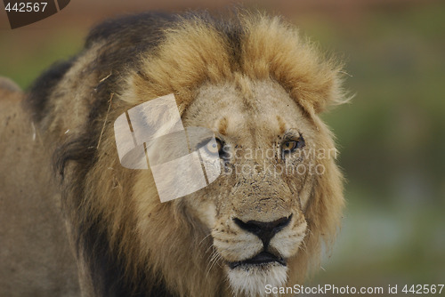 Image of Lion male portrait in Kruger Park in South Africa