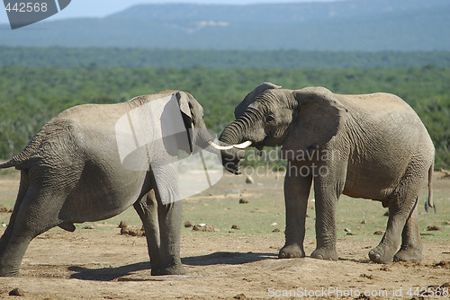 Image of Fighting of two elephants males in South Africa