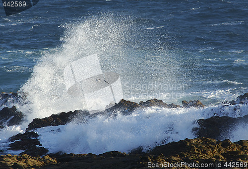 Image of Seagull near a big wave in South africa