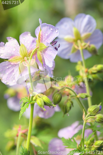 Image of Purple Geranium Pretense Flowers