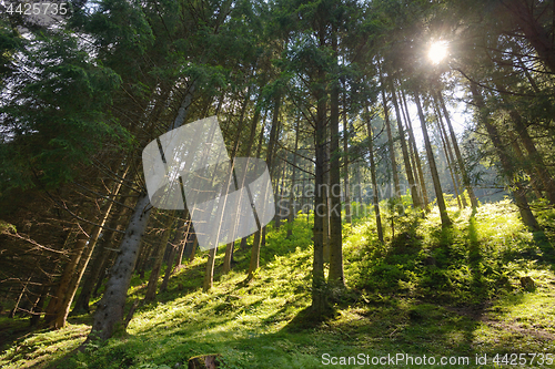 Image of Scene pine forest 