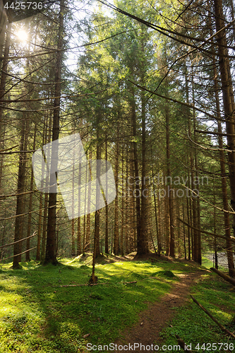 Image of Scene  Forest with Sun Rays 