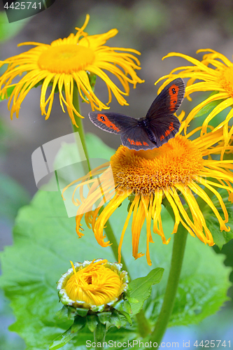 Image of Red Admiral (Vanessa atalanta)