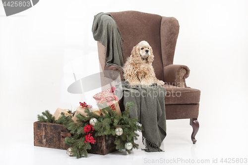 Image of Dog In The Armchair