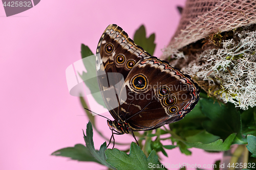 Image of Morpho butterfly