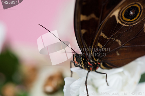 Image of Morpho butterfly