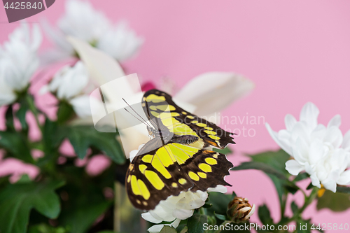 Image of Colorful yellow butterfly
