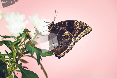 Image of Morpho butterfly