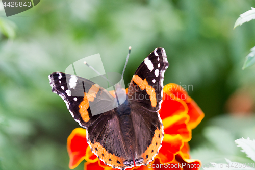 Image of Colorful orange butterfly