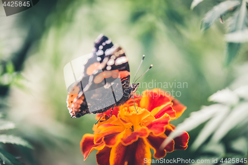 Image of Colorful orange butterfly