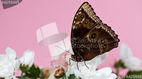 Image of Morpho butterfly