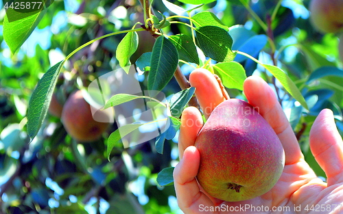 Image of Organic pears.