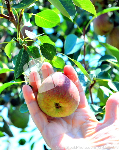 Image of Organic pears.