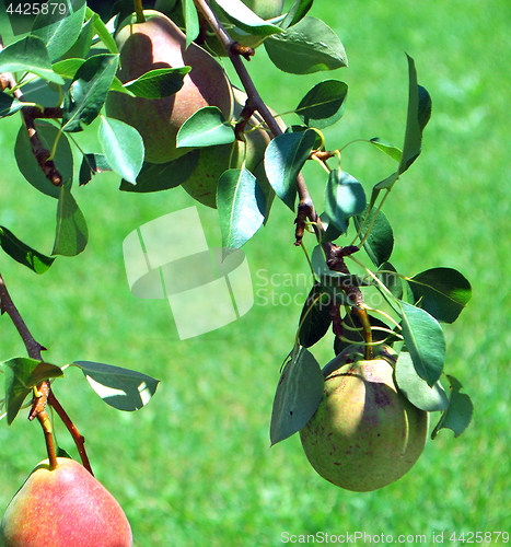 Image of Organic pears.