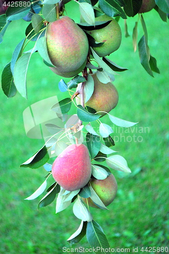 Image of Organic pears.