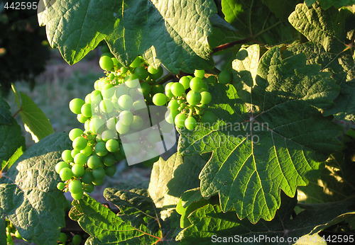 Image of french grapes in Alsace