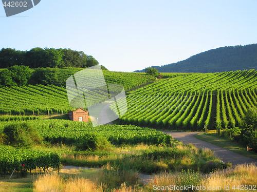 Image of vineyard in Alsace