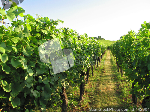 Image of French vineyard