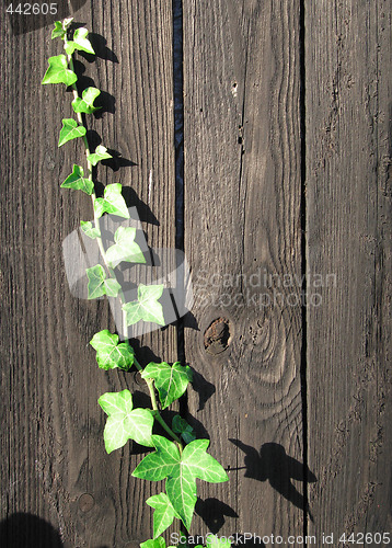 Image of Grenn ivy climbing