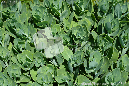 Image of Stonecrop green leaves