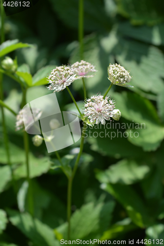 Image of Carnic masterwort