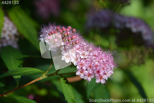 Image of Japanese meadowsweet