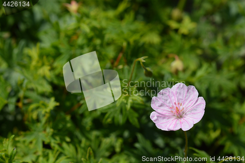 Image of Striped bloody cranesbill