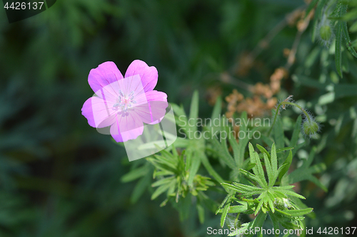 Image of Bloody geranium