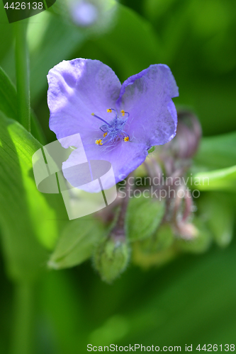 Image of Spiderwort flower