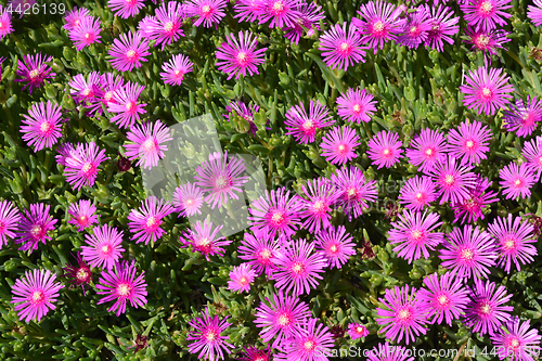 Image of Trailing Iceplant