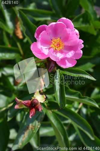 Image of Pink peony