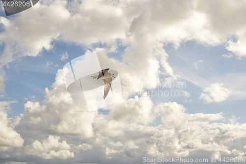 Image of Seagull in the sky. summer time near the sea