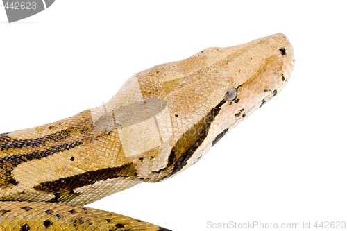 Image of Head of a Boa