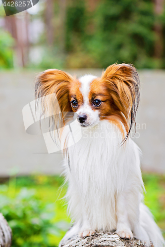 Image of Portrait of a papillon purebreed dog