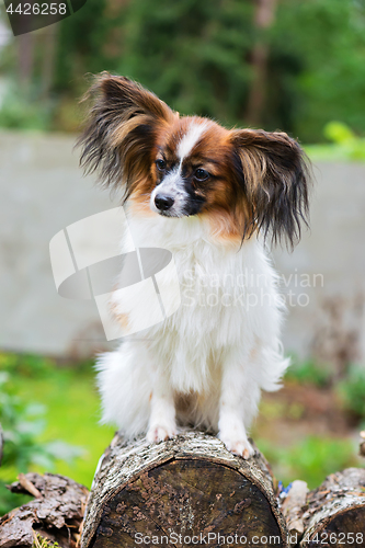 Image of Portrait of a papillon purebreed dog