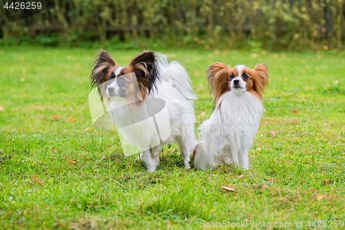 Image of Portrait of a papillon purebreed dogs